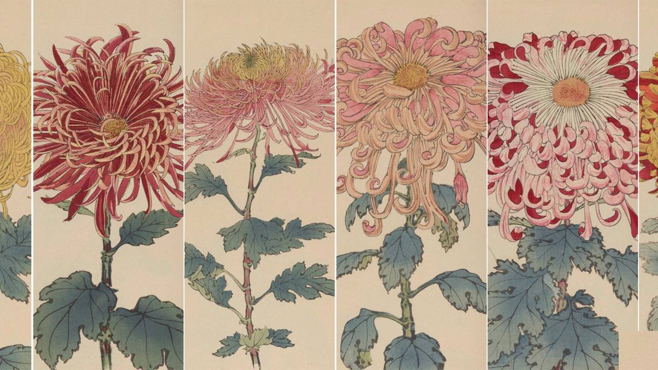 繊細で美しい！日本の国花「菊」の様々な品種を描いた明治時代の木版画